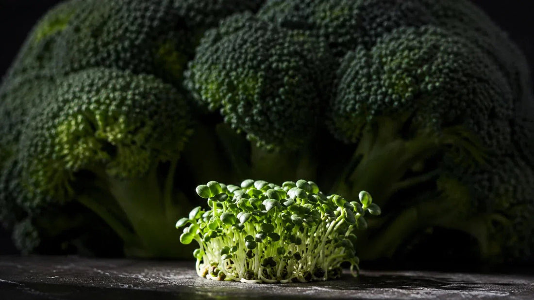 ¿Dónde se concentra la glucorafanina? Las mejores fuentes en la dieta - Supersentials