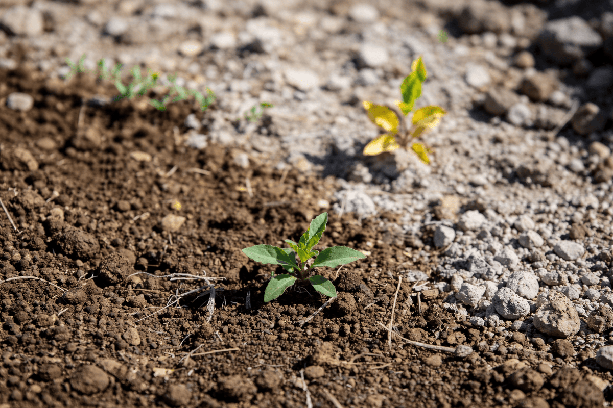Empobrecimiento del suelo, efecto dilución y pérdida poscosecha: ¿que les ha pasado a las verduras? - SUPERSENTIALS