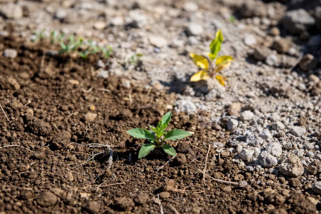 Glucorafanina en el brócoli: variedad, cultivo y concentración real - SUPERSENTIALS