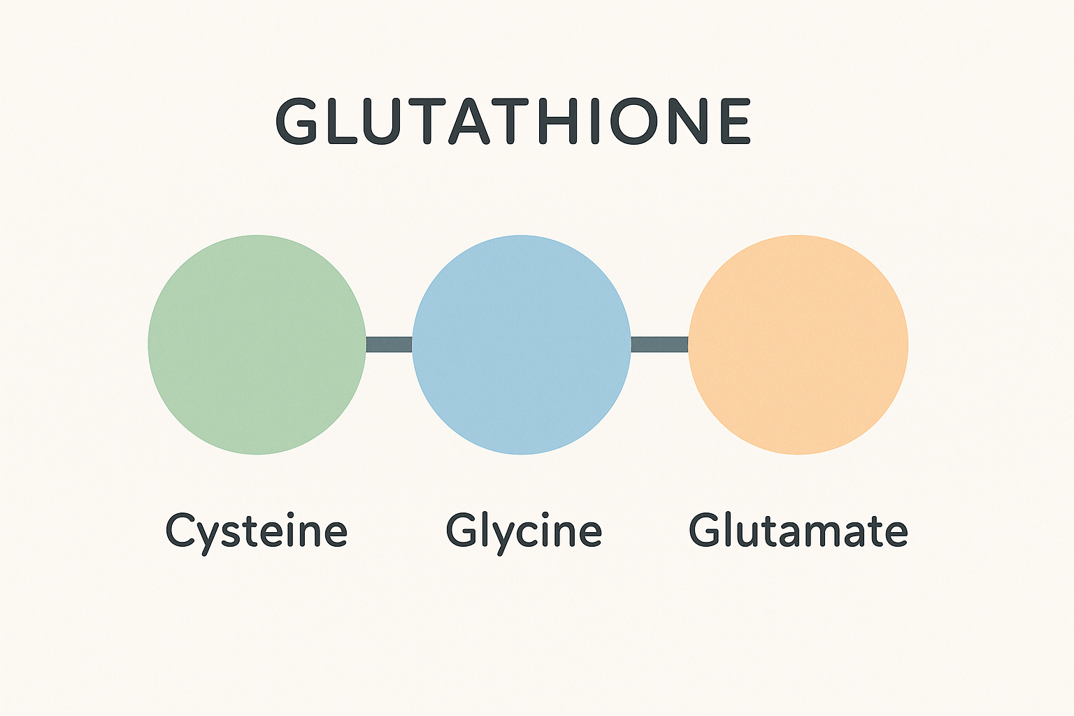 Glutatión: el antioxidante maestro que fabrica y recicla tu cuerpo (y cómo potenciarlo de forma natural) - SUPERSENTIALS