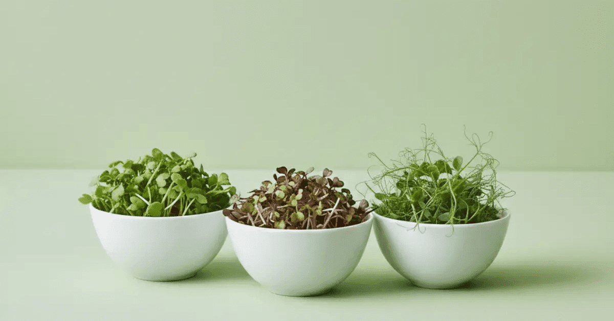 Microgreens : qué son y por qué son el ingrediente estrella en SUPERSENTIALS - SUPERSENTIALS