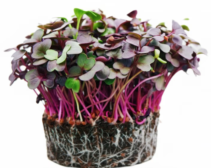 Purple Radish Microgreens