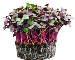 Microgreens