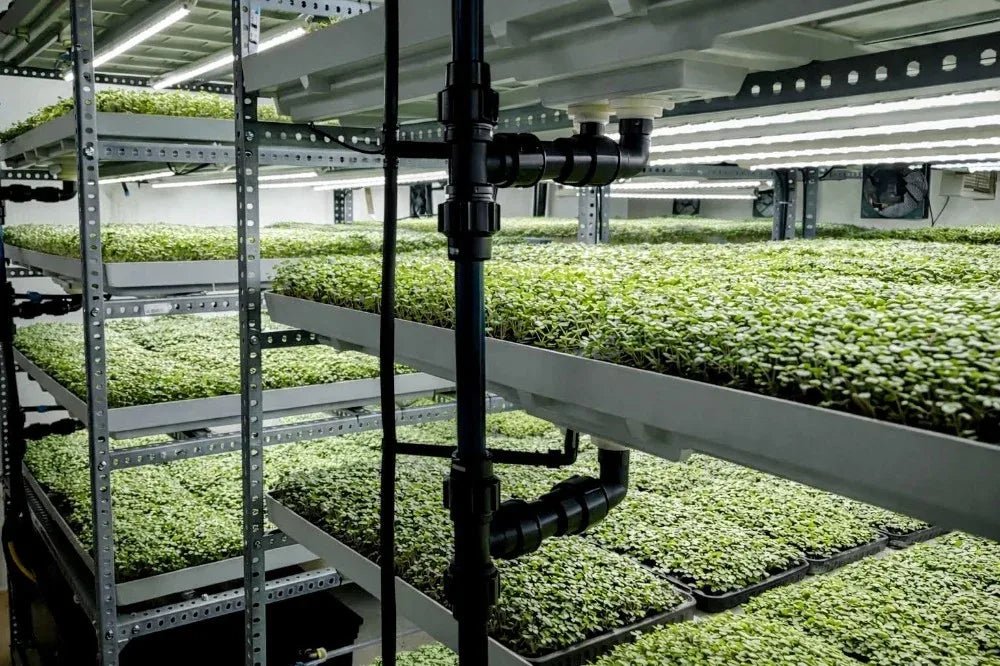 Bandejas de microgreens en cultivo vertical